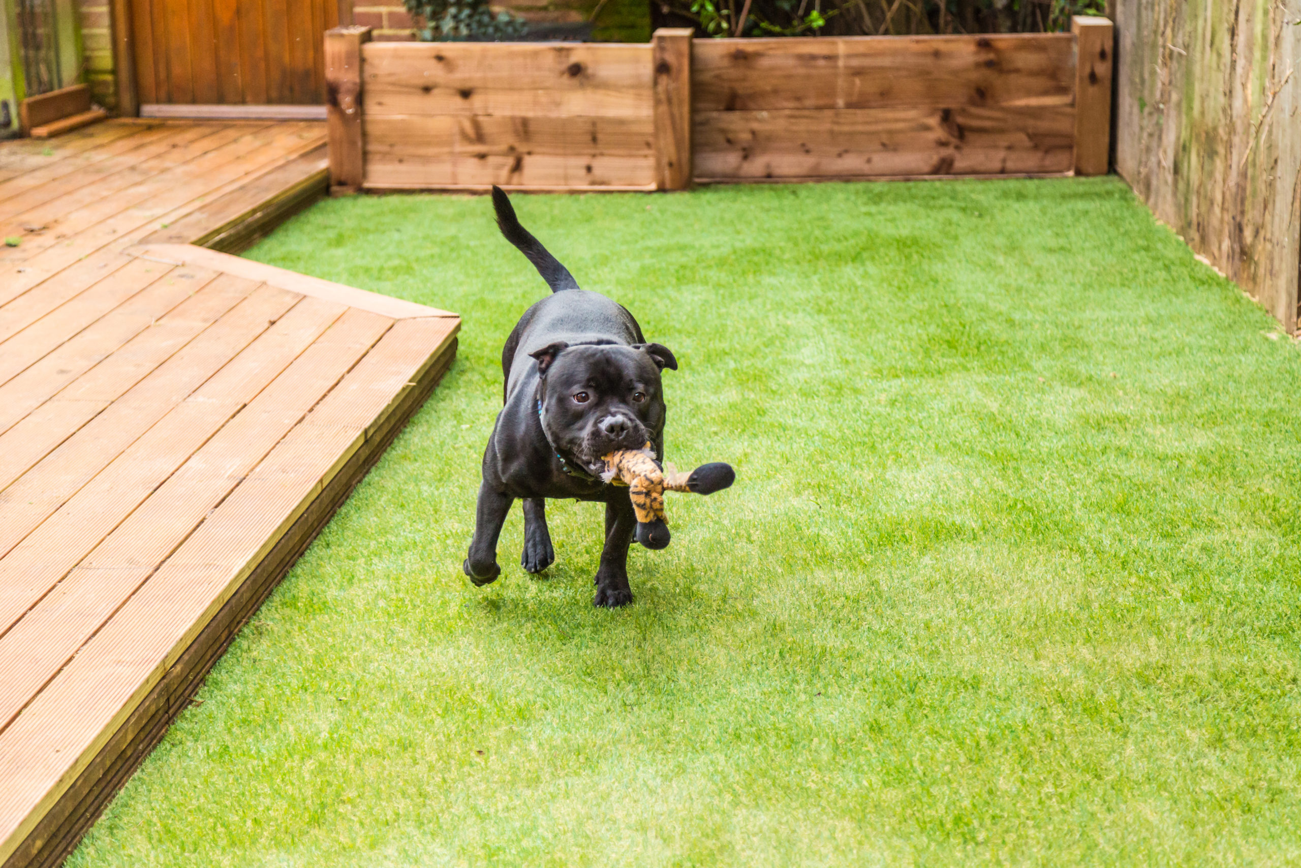 dog with toy on artificial grass