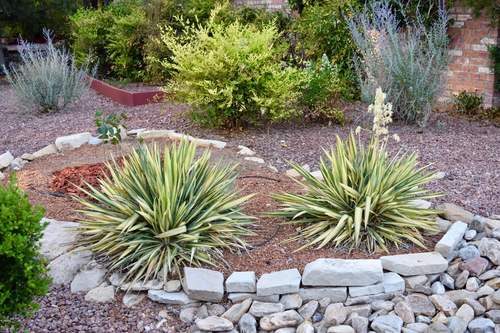 Use The Desert Native Yucca Plant In, Desert Landscaping Las Vegas